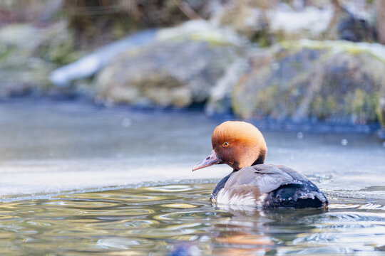 Kolbenente im Winter