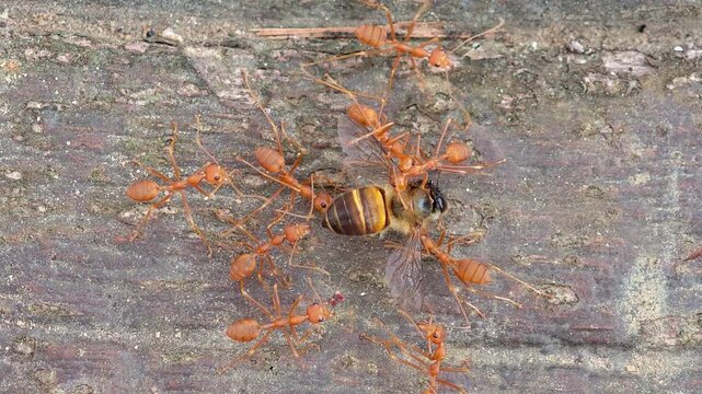 The ants are eating a dead bee.