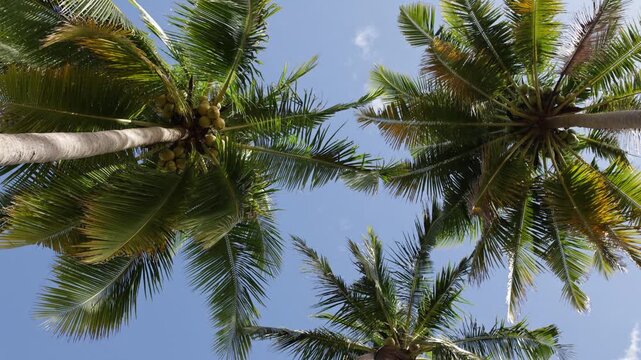 Worm&rsquo;s Eye View Of Coconut Palm Trees Against Blue Sky