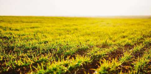 Naklejka premium Fresh green grass covers a wide area of land. Sunlight shines down, creating a warm atmosphere. This scene captures a typical day in an open field.