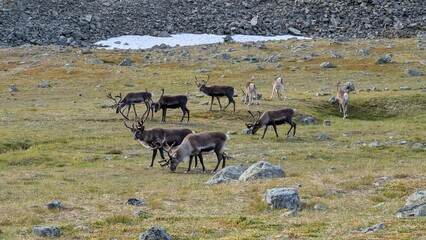 A herd of reindeer grazing  © Simeon