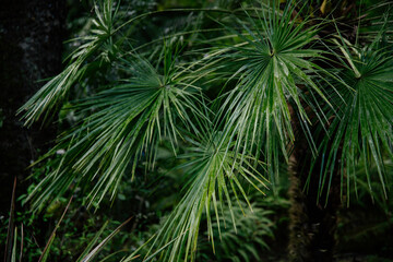 Lush greenery with tropical plants in a garden. 