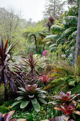 Lush greenery with tropical plants in a garden. 