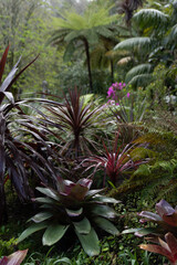 Fototapeta premium Lush greenery with tropical plants in a garden. 