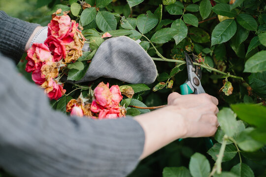 Hands tending withered roses in village garden