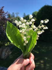 Obraz premium Hand holding a small bouquet of white lily of the valley flowers with fresh green leaves, photographed outdoors in natural sunlight. Soft blurred garden background creates a bright spring atmosphere. 