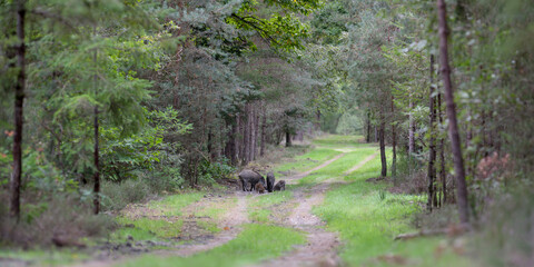 Wild boar sows and her striped piglets drinking from a puddle in a forest alley, Sus scrofa, Sologne, Loiret 45, région Centre Val de Loire, France, European Union, Europe © Nature Emotion