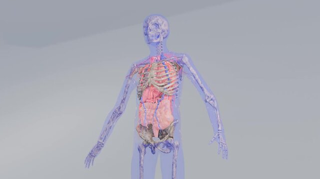 Human Anatomy 3d Model Showing Organs and Skeleton System Transparent Blue Body