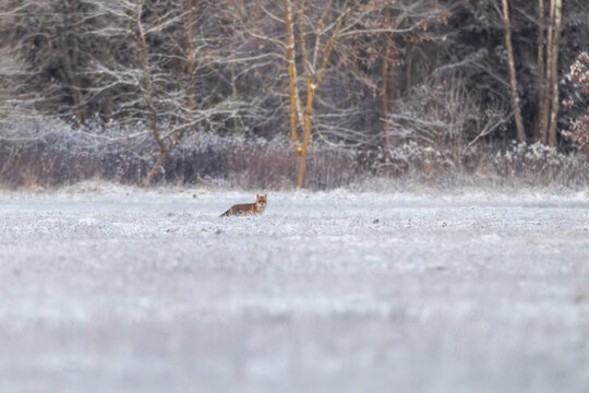Fuchs im Schnee im Morgenlicht