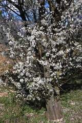 Common Hawthorn in bloom in springtime. White flowers on branches. Springtime background. Crataegus 