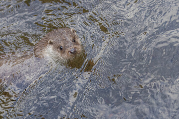 Fischotter im Winter