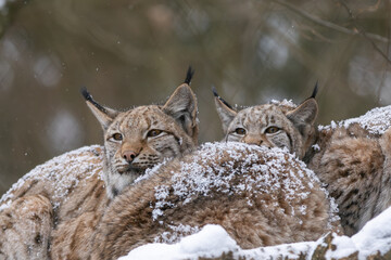 Luchs im Winter bei Schneefall