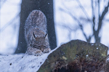 Luchs im Winter bei Schneefall