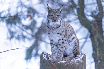 Luchs im Winter bei Schneefall
