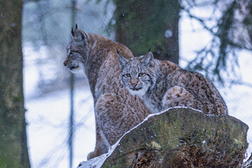 Luchs im Winter bei Schneefall