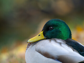 portrait of a male mallard duck against a blurred background