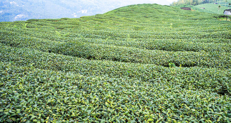 Terraced Tea Plantation on a Green Mountain Hillside