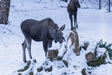 Junger Elch bei Schneefall