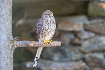Turmfalke auf Ansitz