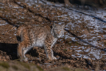 Luchs im ersten Sonnenlicht