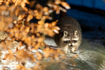 Waschb&auml;r im Winter