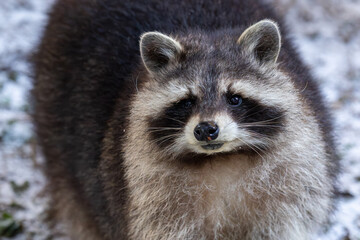 Waschb&auml;r im Winter