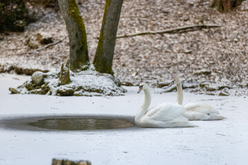 Schwan auf frierendem See
