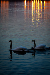 Fototapeta premium Dusk settles over the lake as two white swans slide through dusky water mirror lights shimmer behind them and the scene grows peaceful and thoughtful with soft ripples and slow smooth motion