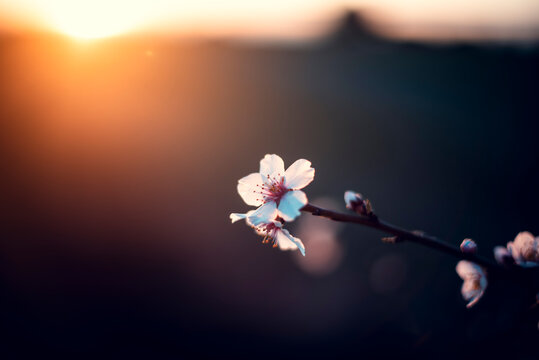 Almendros en Primavera