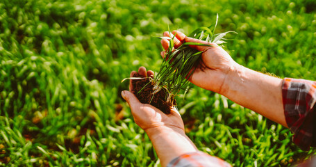A close-up of a farmer in a checkered shirt stands in a green field, holding a plant before sowing. An experienced agronomist checks the soil quality. Concepts of ecology and gardening. © maxbelchenko