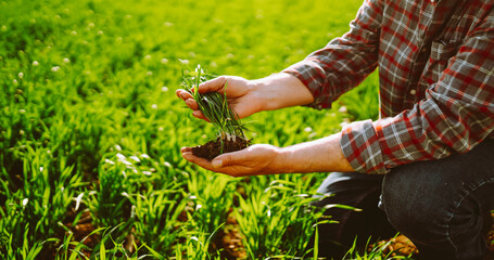 A close-up of a farmer in a checkered shirt stands in a green field, holding a plant before sowing. An experienced agronomist checks the soil quality. Concepts of ecology and gardening. © maxbelchenko