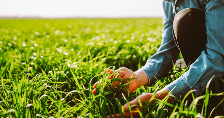 A close-up of a farmer in a checkered shirt stands in a green field, holding a plant before sowing. An experienced agronomist checks the soil quality. Concepts of ecology and gardening. © maxbelchenko