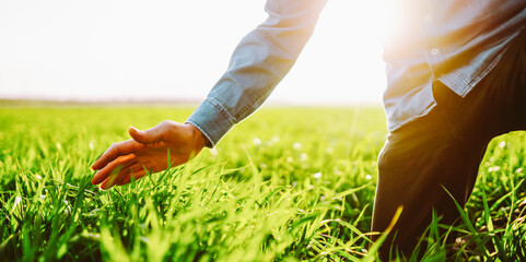 A close-up of a farmer in a checkered shirt stands in a green field, holding a plant before sowing. An experienced agronomist checks the soil quality. Concepts of ecology and gardening. © maxbelchenko