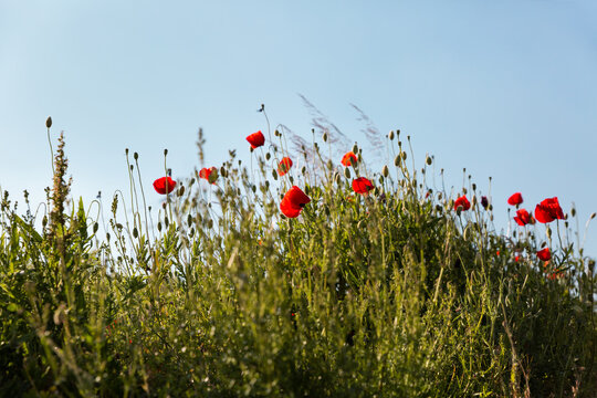 Coquelicots rouges dans des herbes vertes sauvages, vue de pr&egrave;s en contre-plong&eacute;e, soleil &eacute;clairant les p&eacute;tales des fleurs, ciel bleu clair en arri&egrave;re-plan
