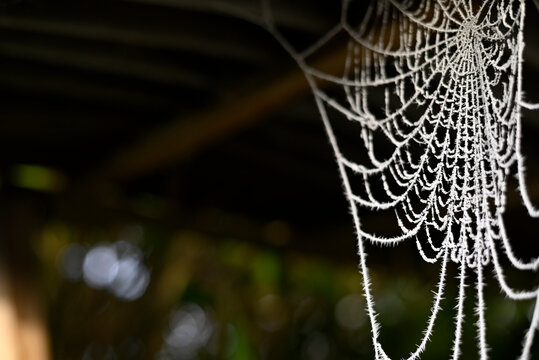 Frost covered spider web in a winter garden