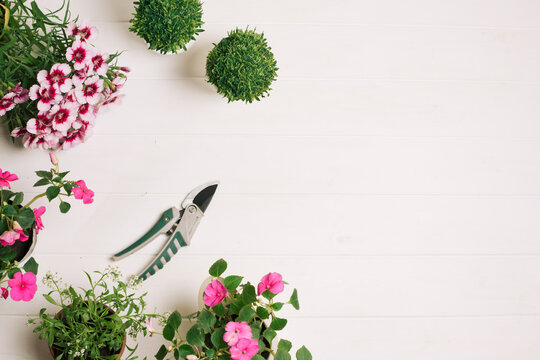 Top view of blooming flowers and secateurs on a white wooden background