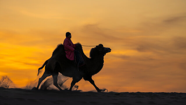 Nomad riding Bactrian camel at sunset in the Gobi Desert Mongolia