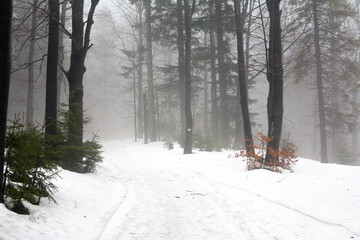 Zima w lesie © Hanna