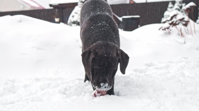 Cane Corso Walking in Heavy Snowstorm