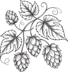 Black and pen and ink of hops vine with cones and leaves botanical © Ali