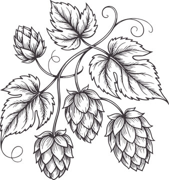 Black and pen and ink of hops vine with cones and leaves botanical