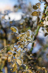Macro shot of a thin rose branch with green leaves encased in thick transparent ice after a freezing rain storm on a sunny winter day