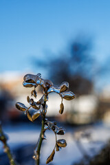 Macro shot of a thin rose branch with green leaves encased in thick transparent ice after a freezing rain storm on a sunny winter day