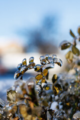 Macro shot of a thin rose branch with green leaves encased in thick transparent ice after a freezing rain storm on a sunny winter day