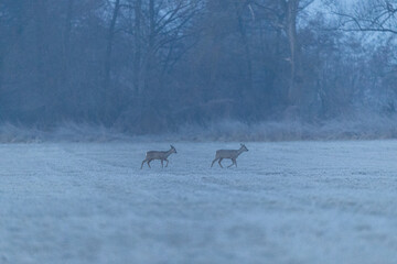 Rehe im Winter