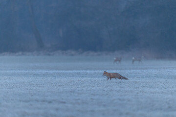 Fuchs im Winter im Morgenlicht