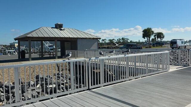 Clifford Sims Park in Port St Joe Florida showing seagulls perched on a boardwalk railing beside a small marina pavilion, rocky shoreline, parked vehicles, and calm coastal park surroundings.