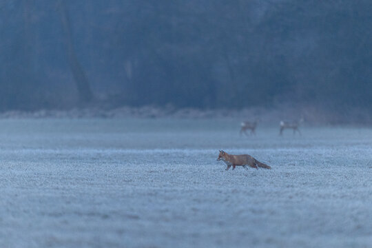 Fuchs im Winter im Morgenlicht