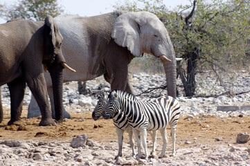 Fototapeta premium Animaux autour d'un point d'eau dans le parc national d'Etosha en Namibie 