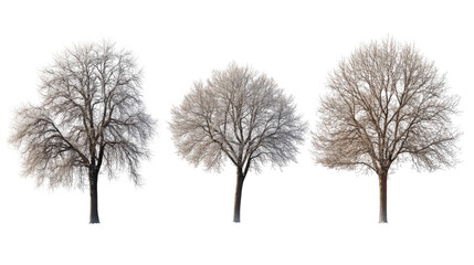 Three bare trees in a row on transparent background, minimalist winter nature illustration